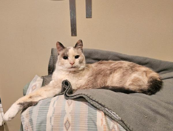 /Images/uploads/Cat Welfare Association/CatWelfare/entries/33911thumb.jpg